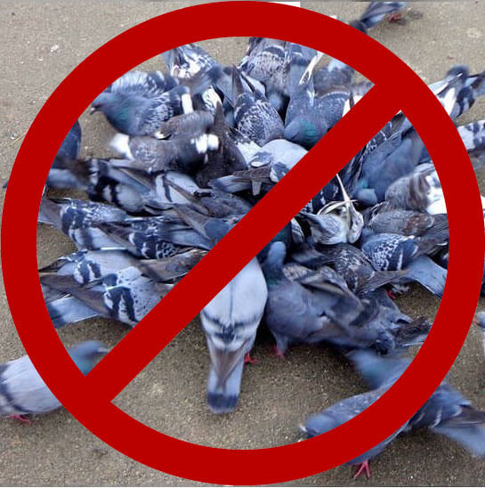 pigeons nuisibles