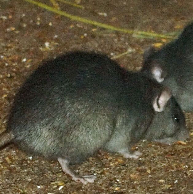 rats nuisible